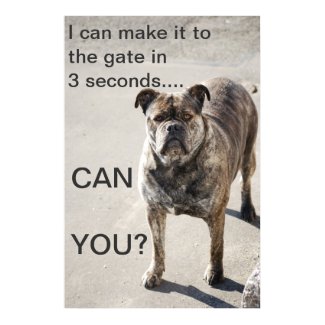large breed dogs-bullmastiff-bull mastiff-funny dog pictures-bull dog