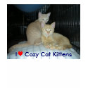 I ♥ Cozy Cat Kittens, I heart Cozy Cat kittens t-shirts