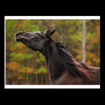 I dare you! postcards