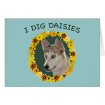 I Dig Daisies Ausky Dog