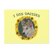 I Dig Daisies Ausky Dog Postcards