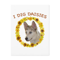 I Dig Daisies Ausky Dog Postcards