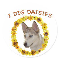 I Dig Daisies Ausky Dog Sticker