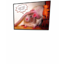 I don't give a rat's... well you know t-shirts