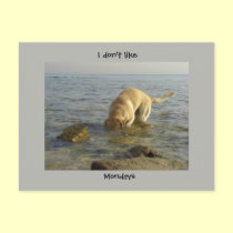 I don't like Mondays - Goofy Labrador postcards