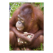 I Don't Share #2 - wildlife cards by Rebecca_Reeder I Don't Share #2 - wildlife cards