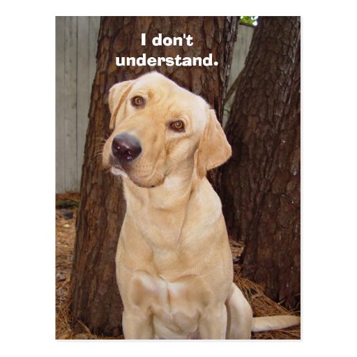 i_dont_understand_postcard-r7dab5e86a0184f46b35f9ba8402f3c31_vgbaq_8byvr_512.jpg