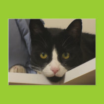 I found the cat postcard