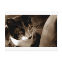 I got your back...Dawg! postcards