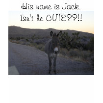 I have a really CUTE LITTLE ASS! Wanna see...? t-shirts by JerseyJohnny I have a really CUTE LITTLE ASS! Wanna see...? t-shirts