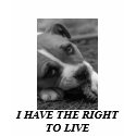 I HAVE THE RIGHT TO LIVE t-shirts