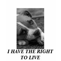 I HAVE THE RIGHT TO LIVE t-shirts