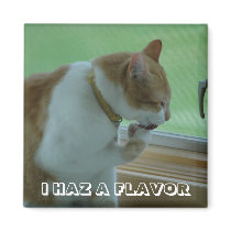 I HAZ A FLAVOR magnets by amwesley I HAZ A FLAVOR magnets