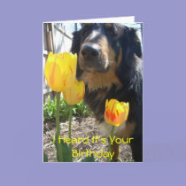 I Heard It's Your Birthday -funny card cards