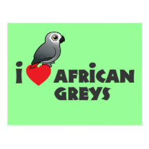 I Heart African Greys Post Cards