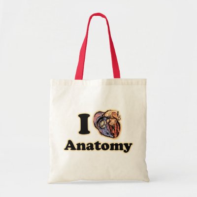 anatomy scientist