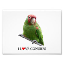 I "Heart" Conures Photographic Print