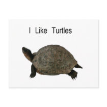 i like Turtles Post Cards