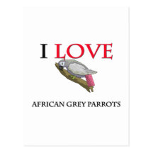 I Love African Grey Parrots Post Card
