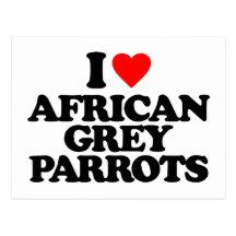 I LOVE AFRICAN GREY PARROTS POSTCARDS