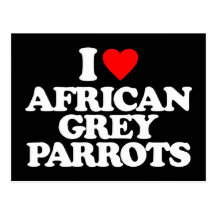 I LOVE AFRICAN GREY PARROTS POSTCARDS