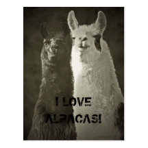 I Love Alpacas! Postcards