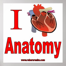 anatomy posters