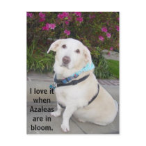 I love Azaleas. postcards by myrtieshuman I love Azaleas. postcards