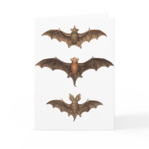 I love bats cards