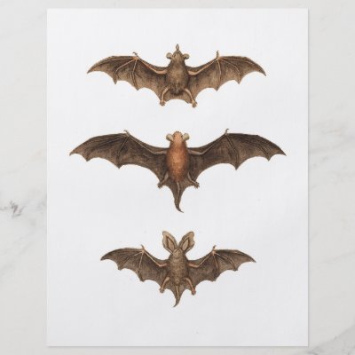 Love Bats