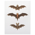 I love bats letterhead design