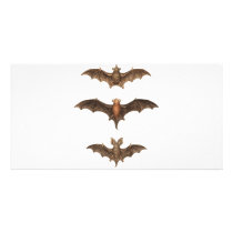 I love bats photo cards