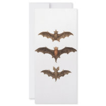 I love bats full color rack card
