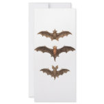 I love bats full color rack card