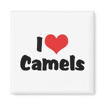 I Love Camels Magnets