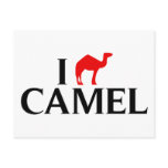 I Love Camels Postcards