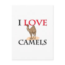 I Love Camels Post Cards