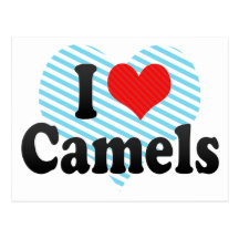 I Love Camels Postcard