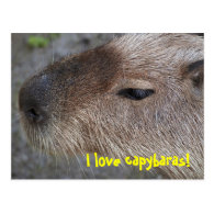 I love capybaras post card