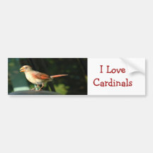 I Love Cardinals Bumper Sticker