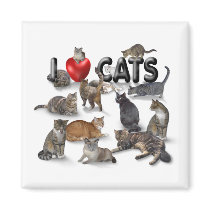 I love Cats Fridge Magnet