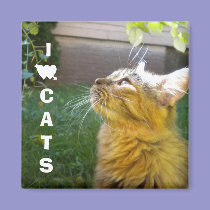 I Love Cats magnet magnets