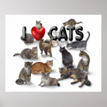 I love Cats posters