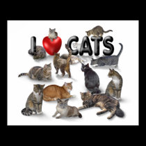 I love Cats posters