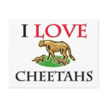 I Love Cheetahs Postcard