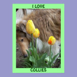 I LOVE COLLIES POSTER posters