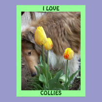 I LOVE COLLIES POSTER posters