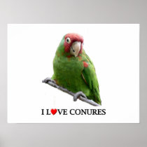 I love conures too print
