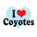 I Love Coyotes Post Cards