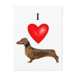 I Love Dachshunds postcard